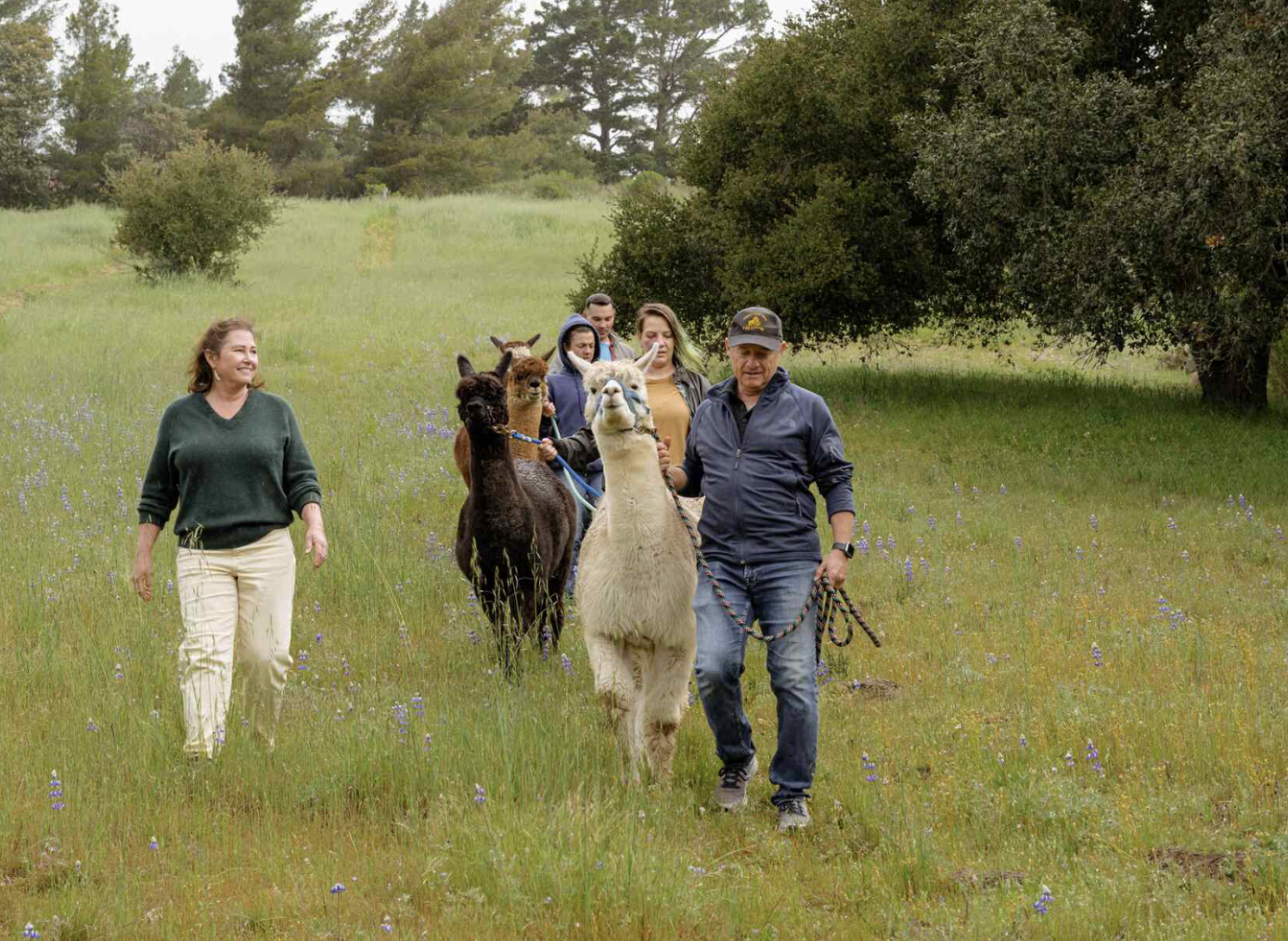 Hike with alpacas